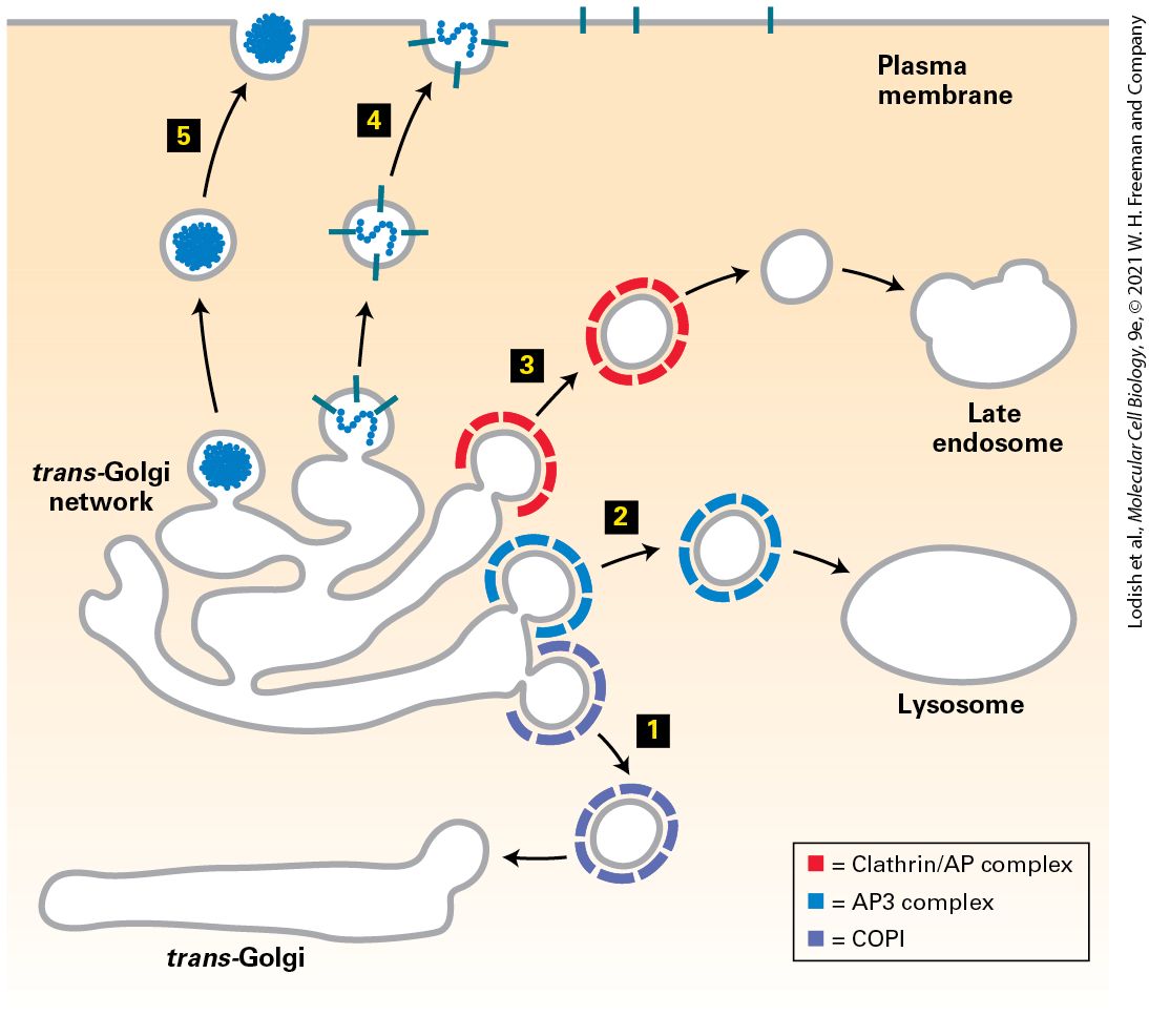 Ch 14 fig (p. 2484)