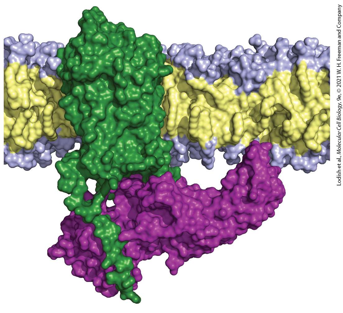 Ch 15 fig (p. 2554)