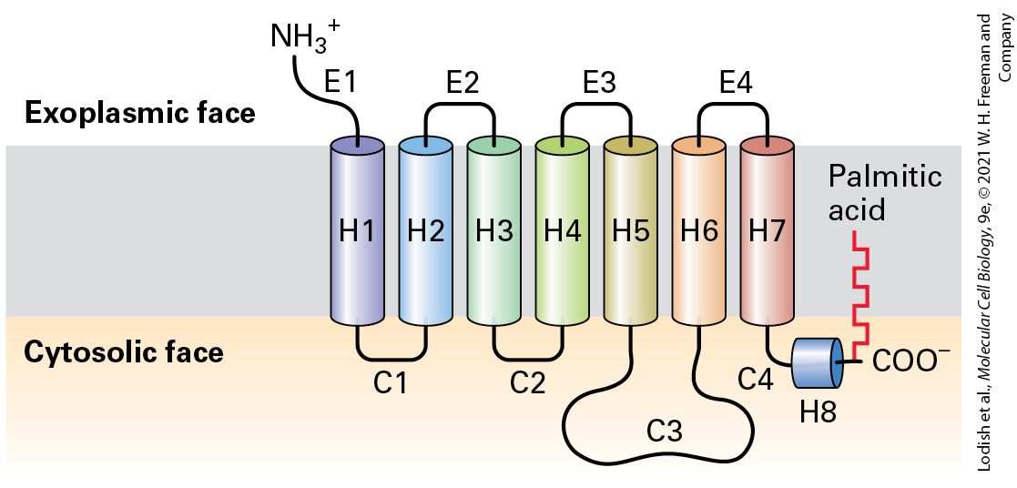 Ch 15 fig (p. 2619)