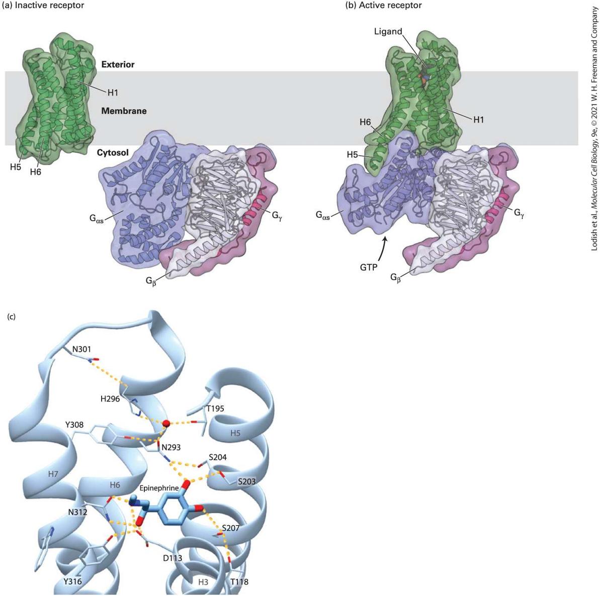 Ch 15 fig (p. 2622)