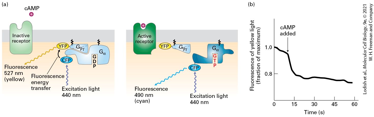Ch 15 fig (p. 2630)