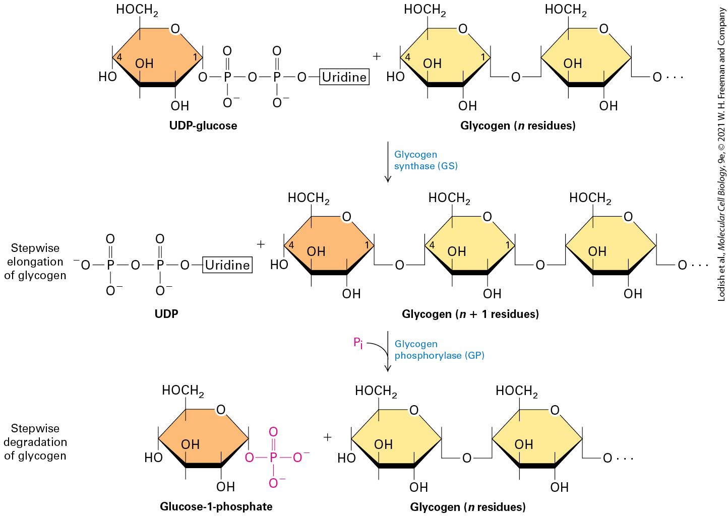 Ch 15 fig (p. 2641)