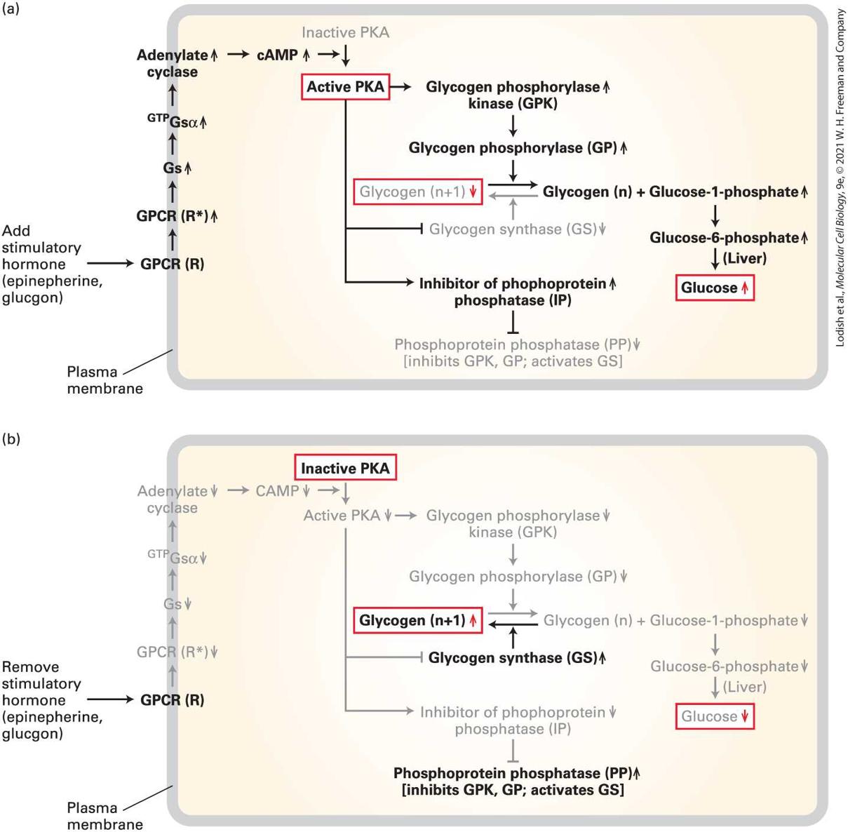 Ch 15 fig (p. 2650)