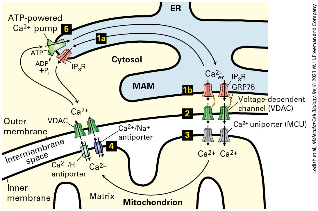Ch 15 figure