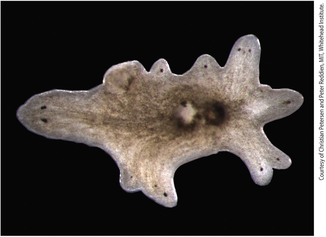 Ch 16 fig (p. 2717)