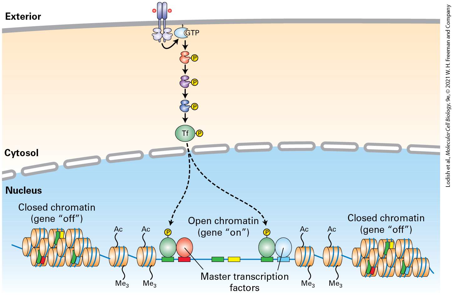 Ch 16 fig (p. 2727)