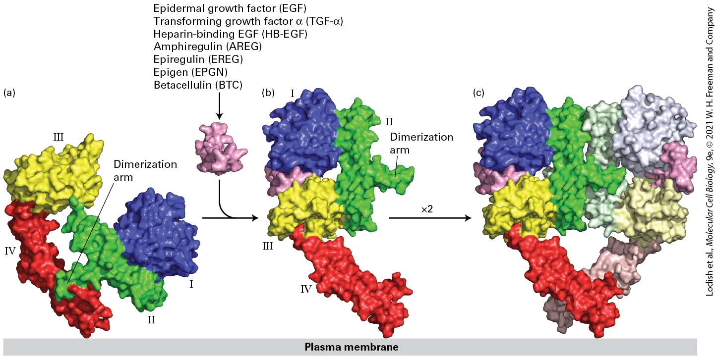 Ch 16 fig (p. 2740)