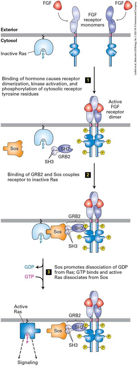 Ch 16 fig (p. 2755)
