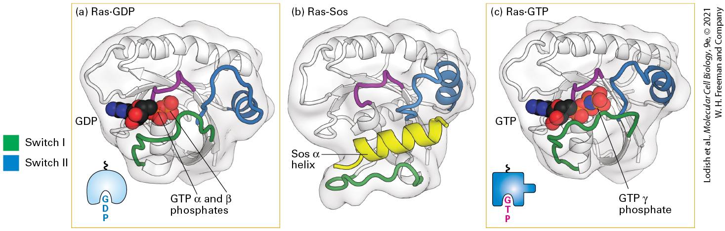 Ch 16 fig (p. 2764)