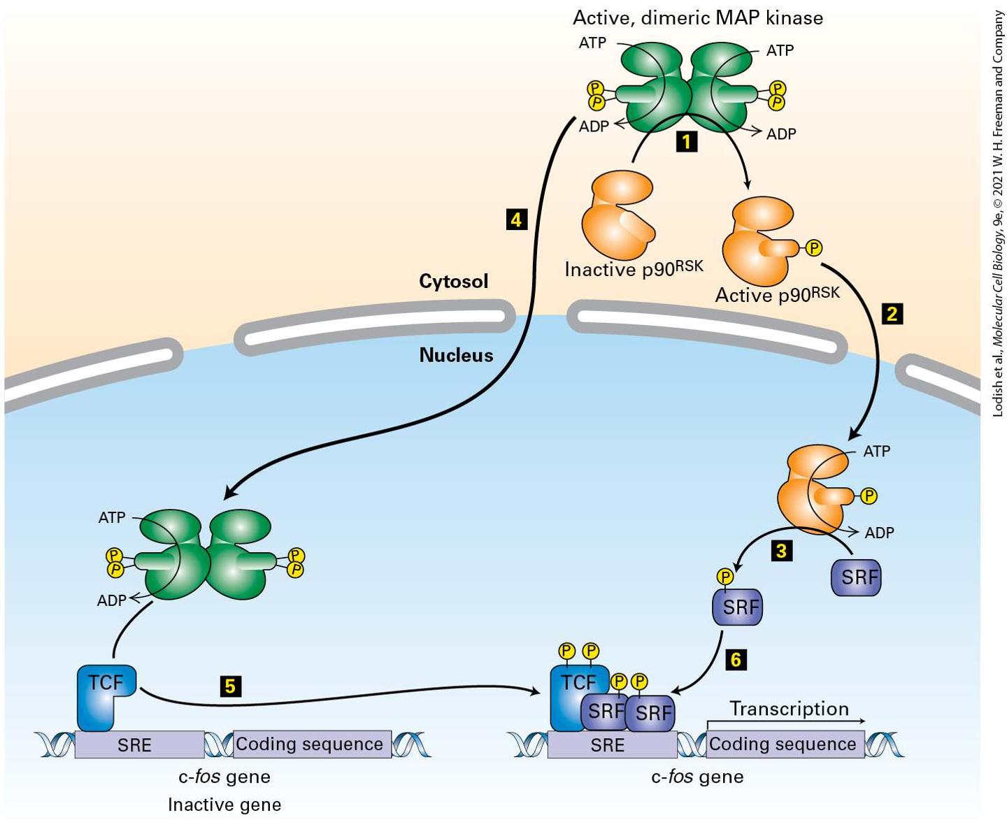 Ch 16 fig (p. 2771)