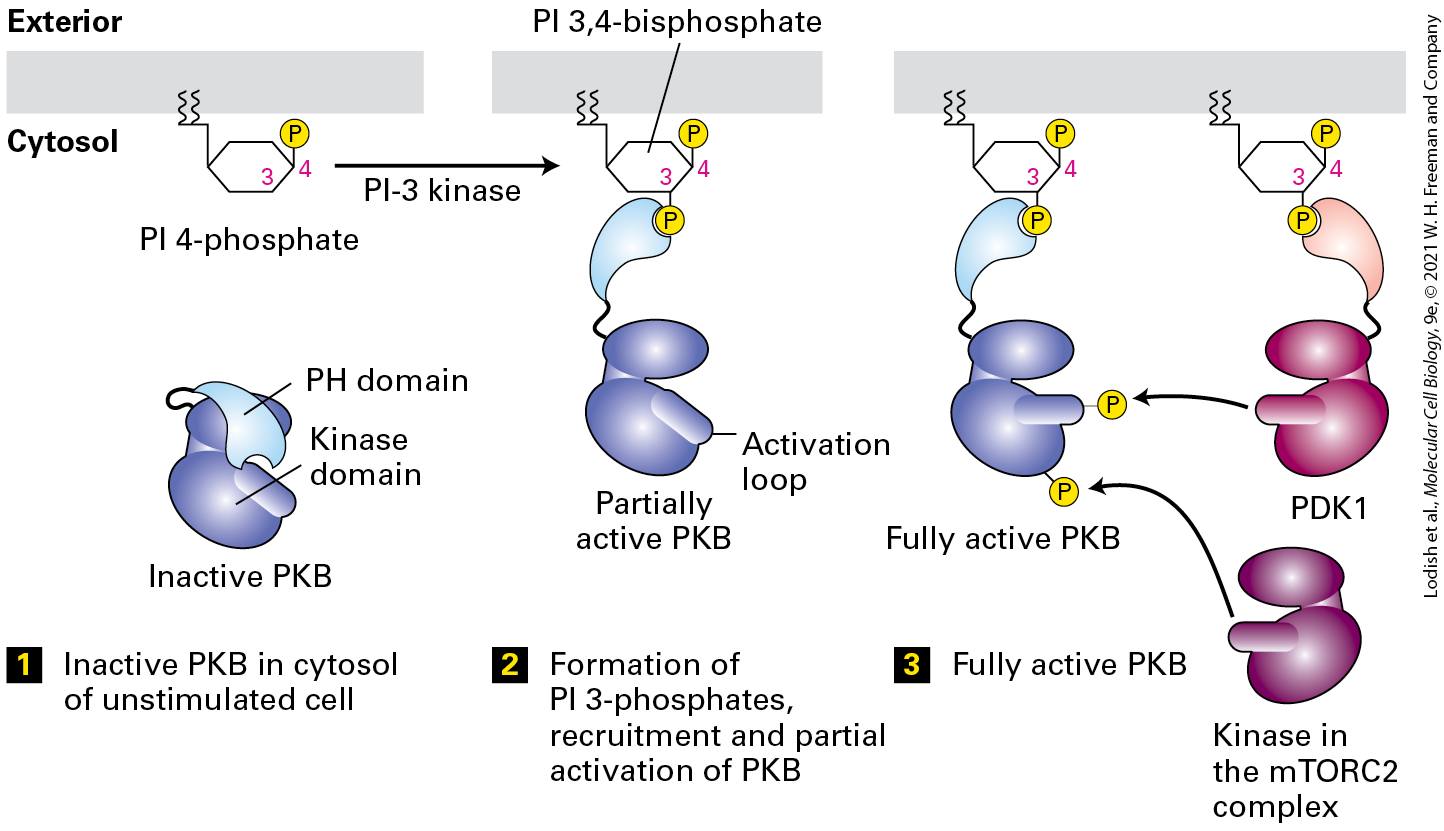 Ch 16 fig (p. 2787)