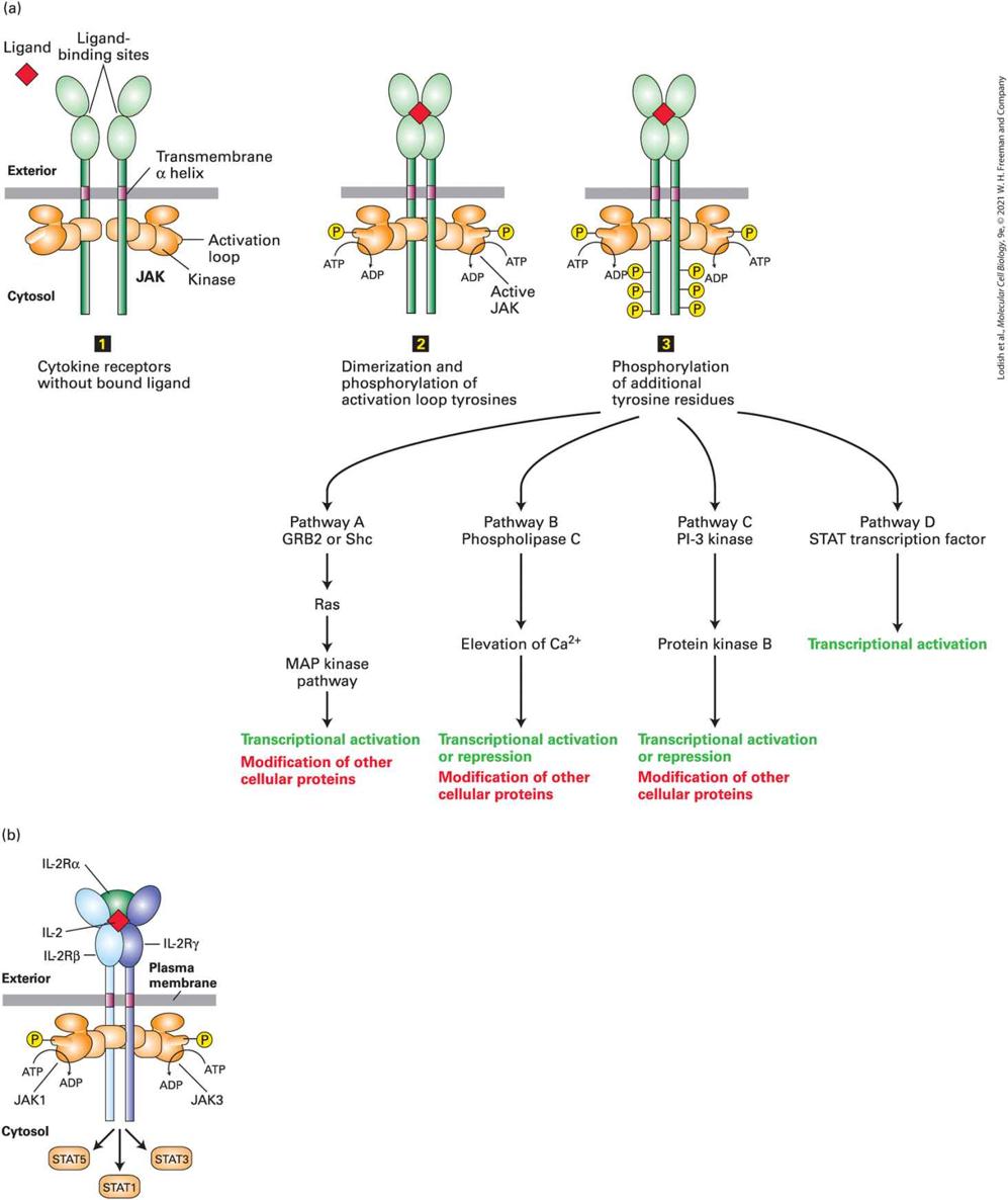 Ch 16 fig (p. 2801)