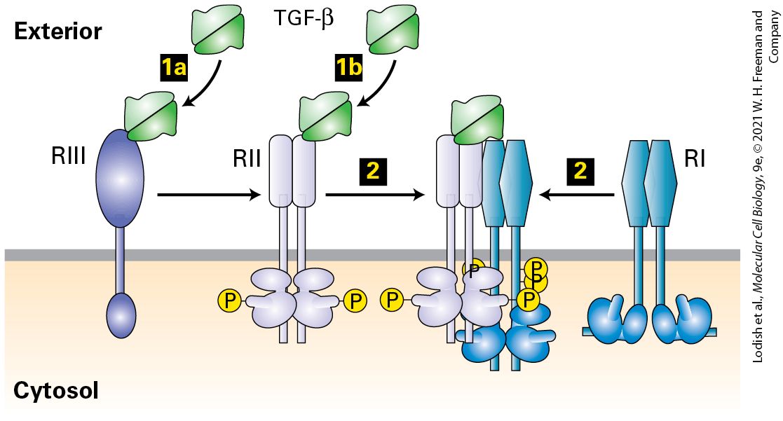 Ch 16 figure
