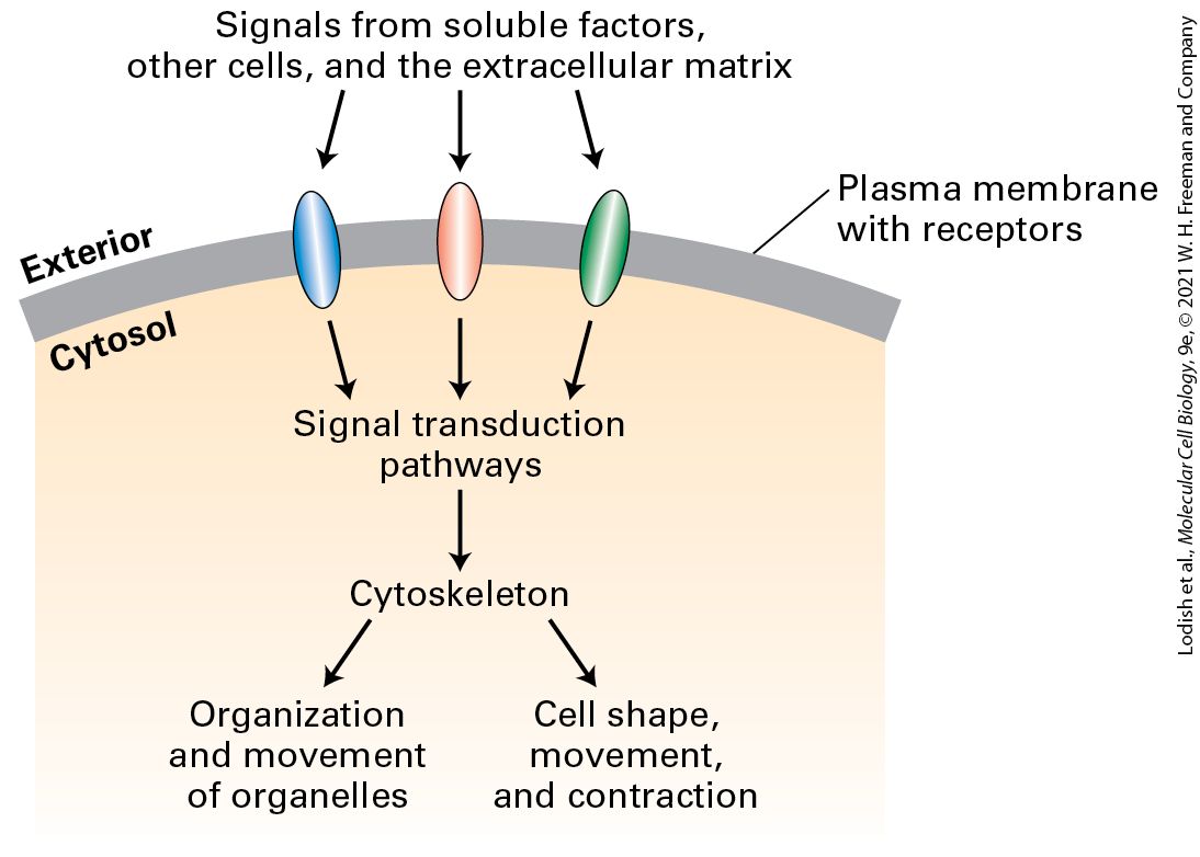 Ch 17 fig (p. 2888)