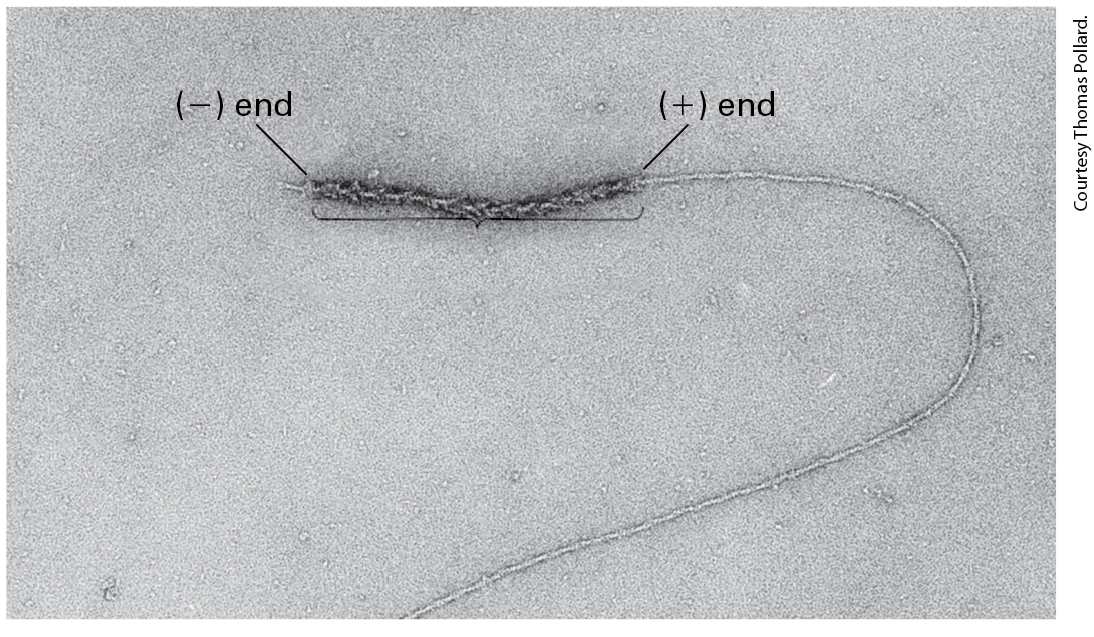 Ch 17 fig (p. 2907)