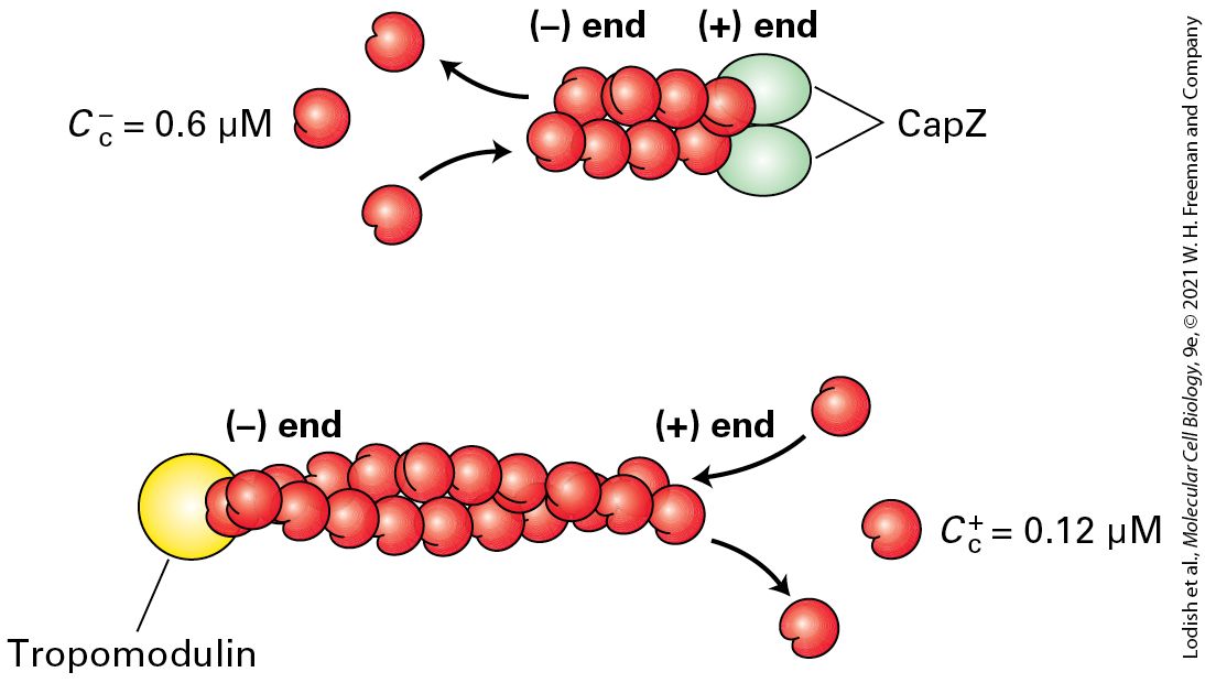 Ch 17 fig (p. 2916)