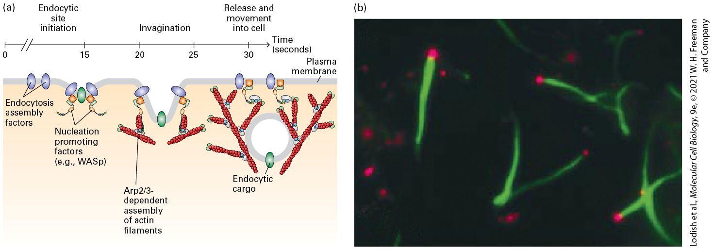 Ch 17 fig (p. 2935)