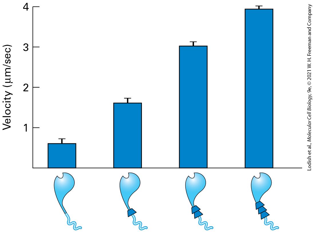 Ch 17 fig (p. 2970)