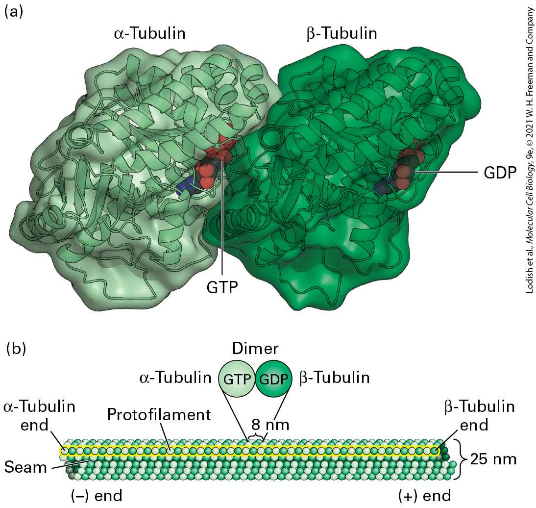 Ch 18 fig (p. 3044)