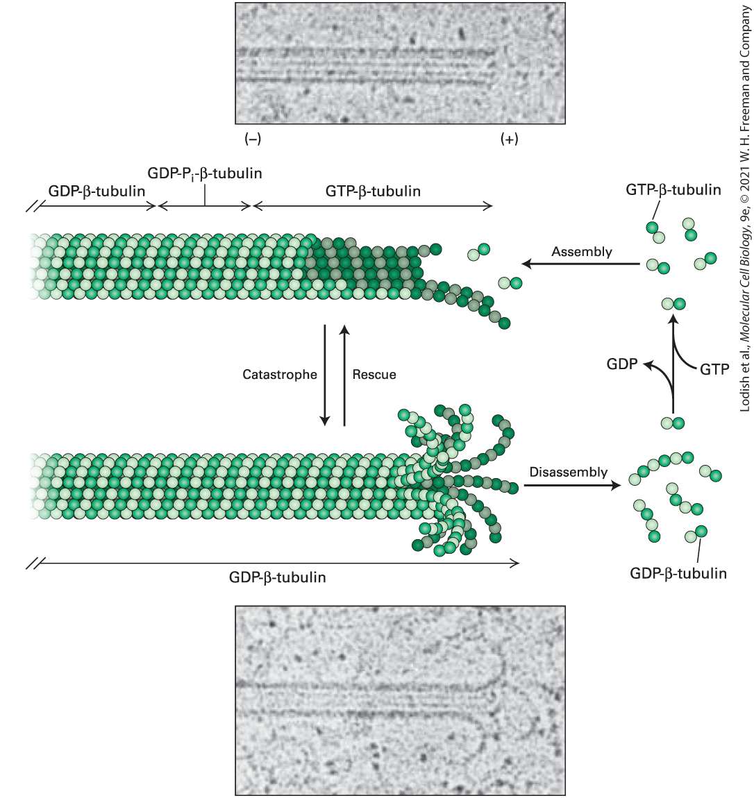 Ch 18 fig (p. 3062)