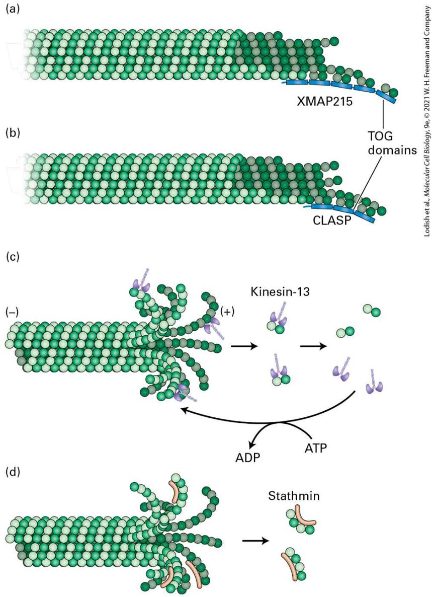 Ch 18 fig (p. 3079)