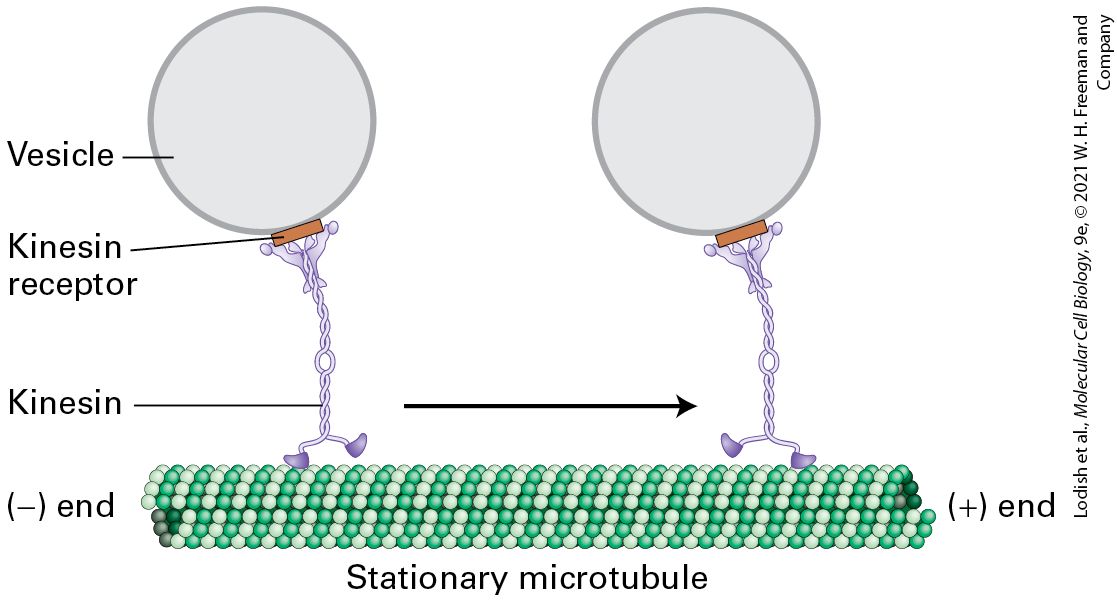 Ch 18 fig (p. 3094)