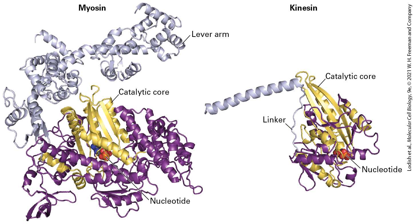 Ch 18 fig (p. 3103)