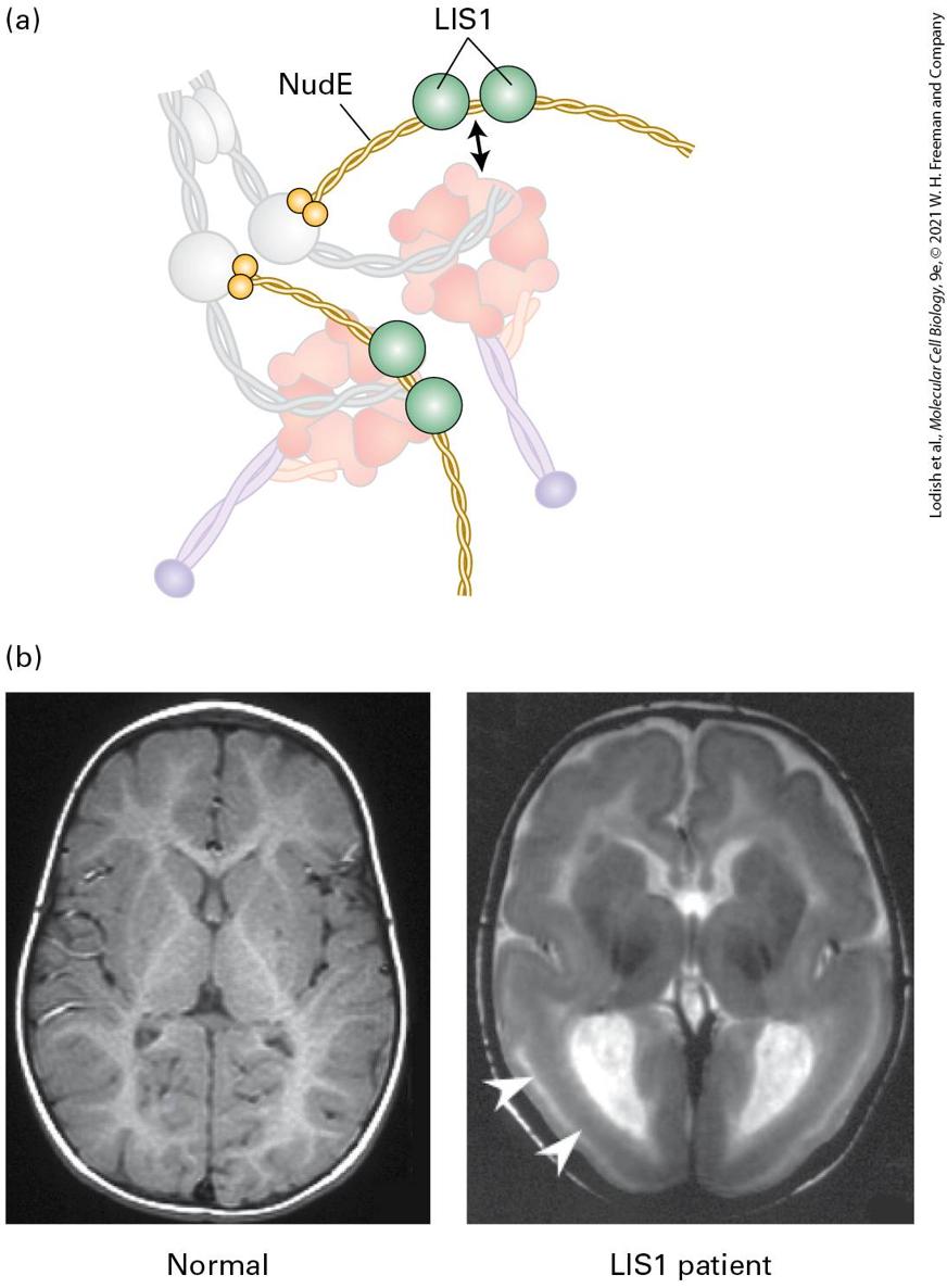Ch 18 fig (p. 3114)