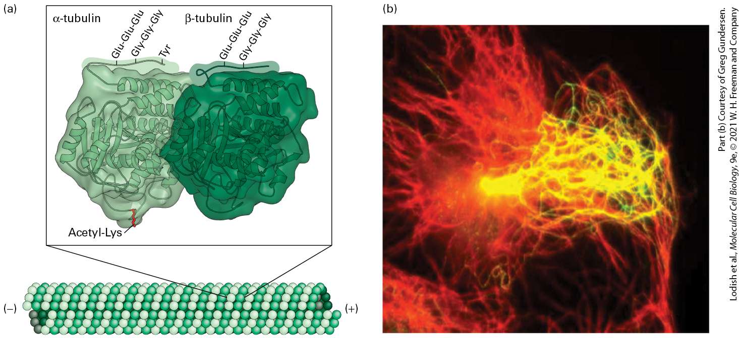 Ch 18 fig (p. 3122)