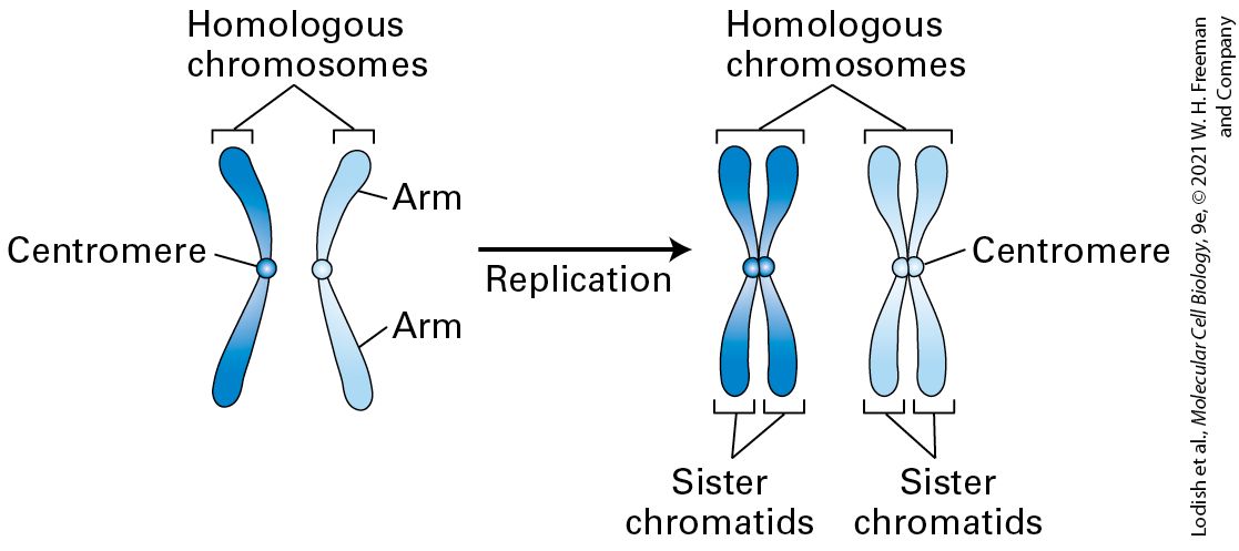 Ch 19 fig (p. 3237)