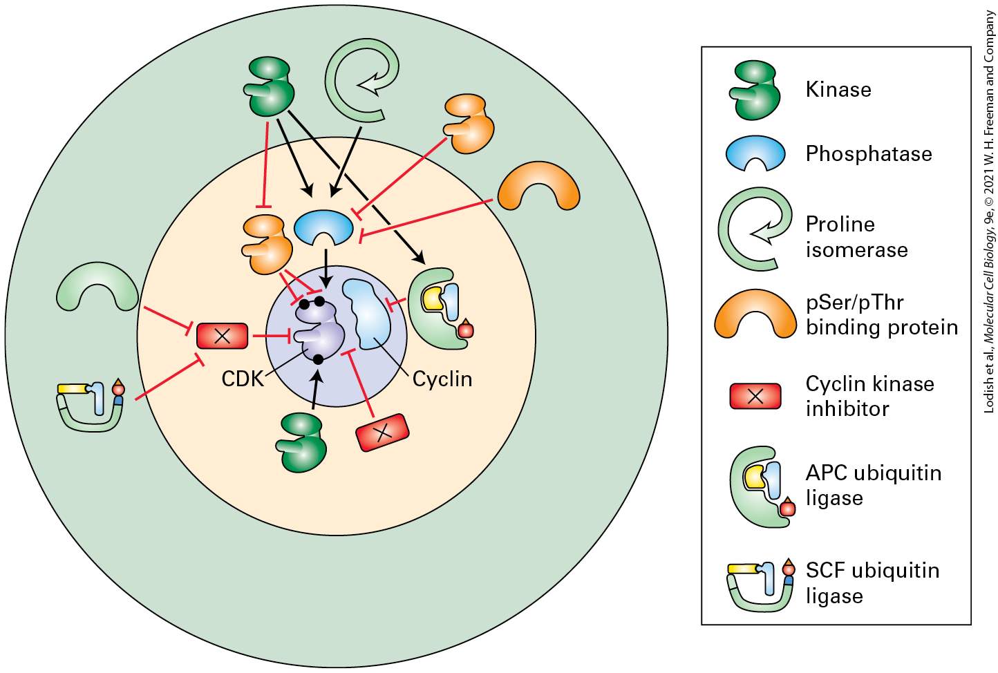 Ch 19 fig (p. 3261)