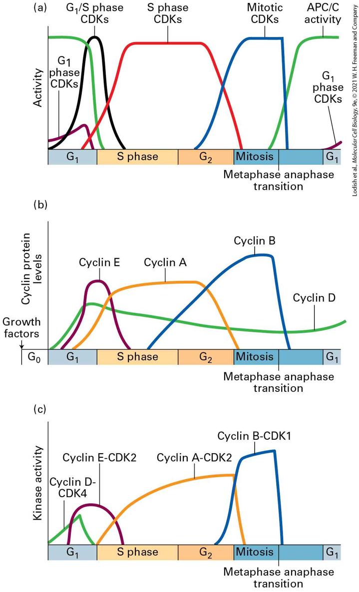 Ch 19 fig (p. 3267)