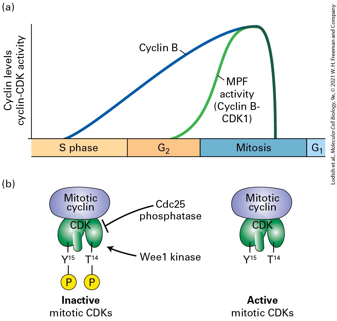 Ch 19 fig (p. 3280)