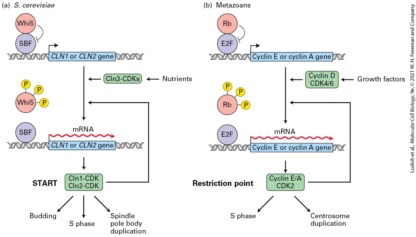 Ch 19 fig (p. 3299)