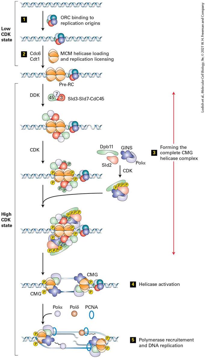 Ch 19 fig (p. 3314)