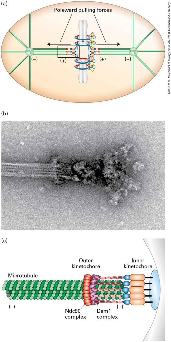 Ch 19 fig (p. 3345)