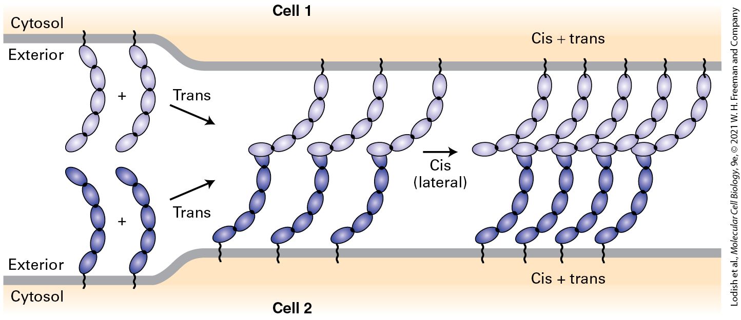 Ch 20 fig (p. 3430)
