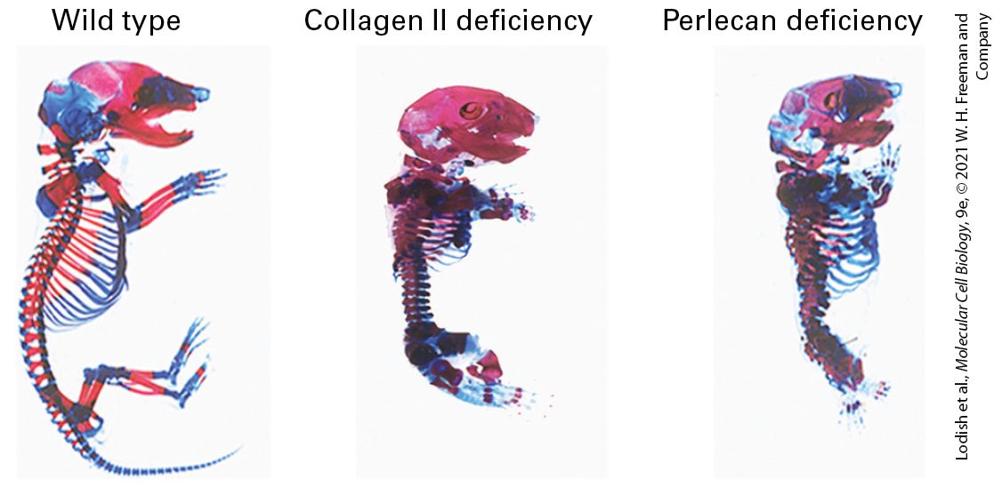Ch 20 fig (p. 3436)
