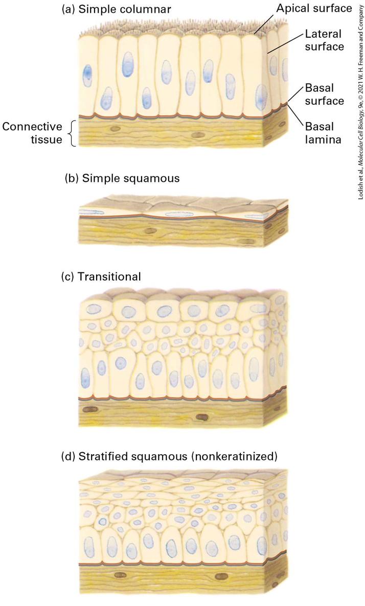 Ch 20 fig (p. 3442)