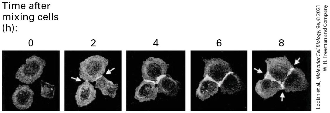 Ch 20 fig (p. 3450)
