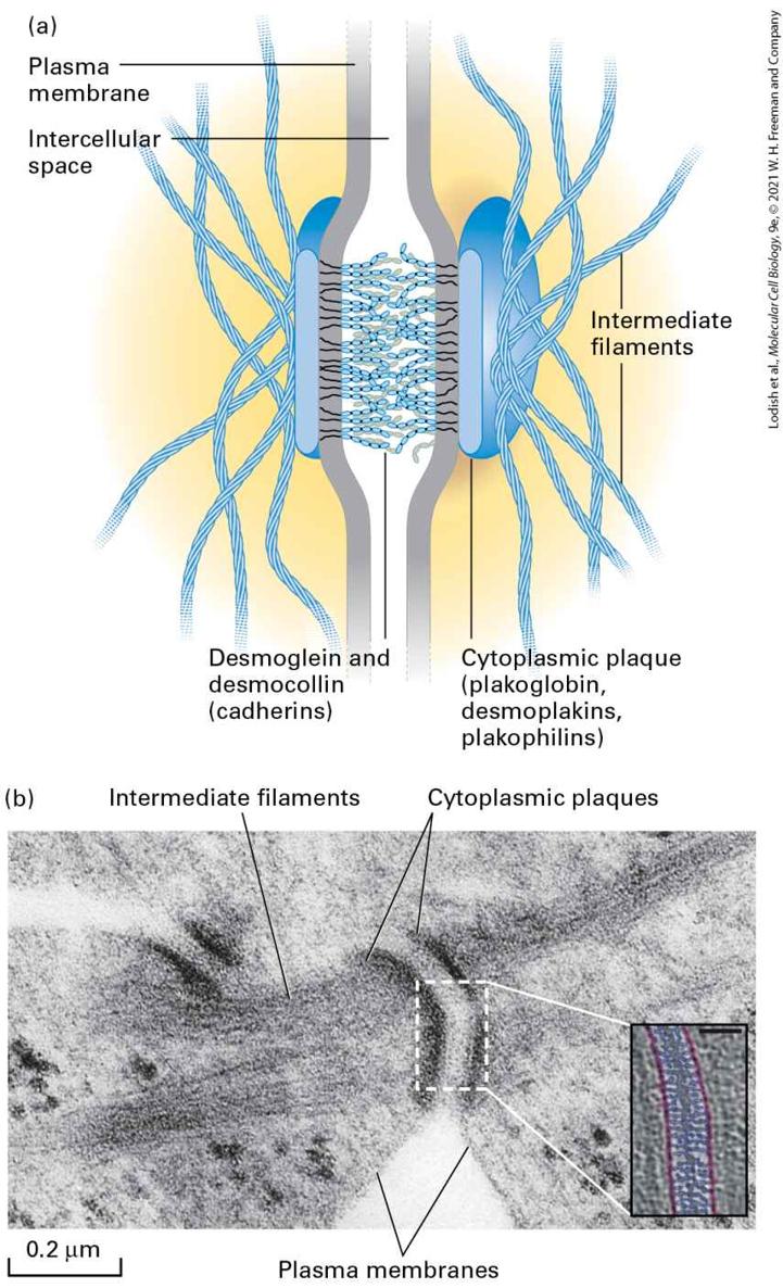 Ch 20 fig (p. 3458)
