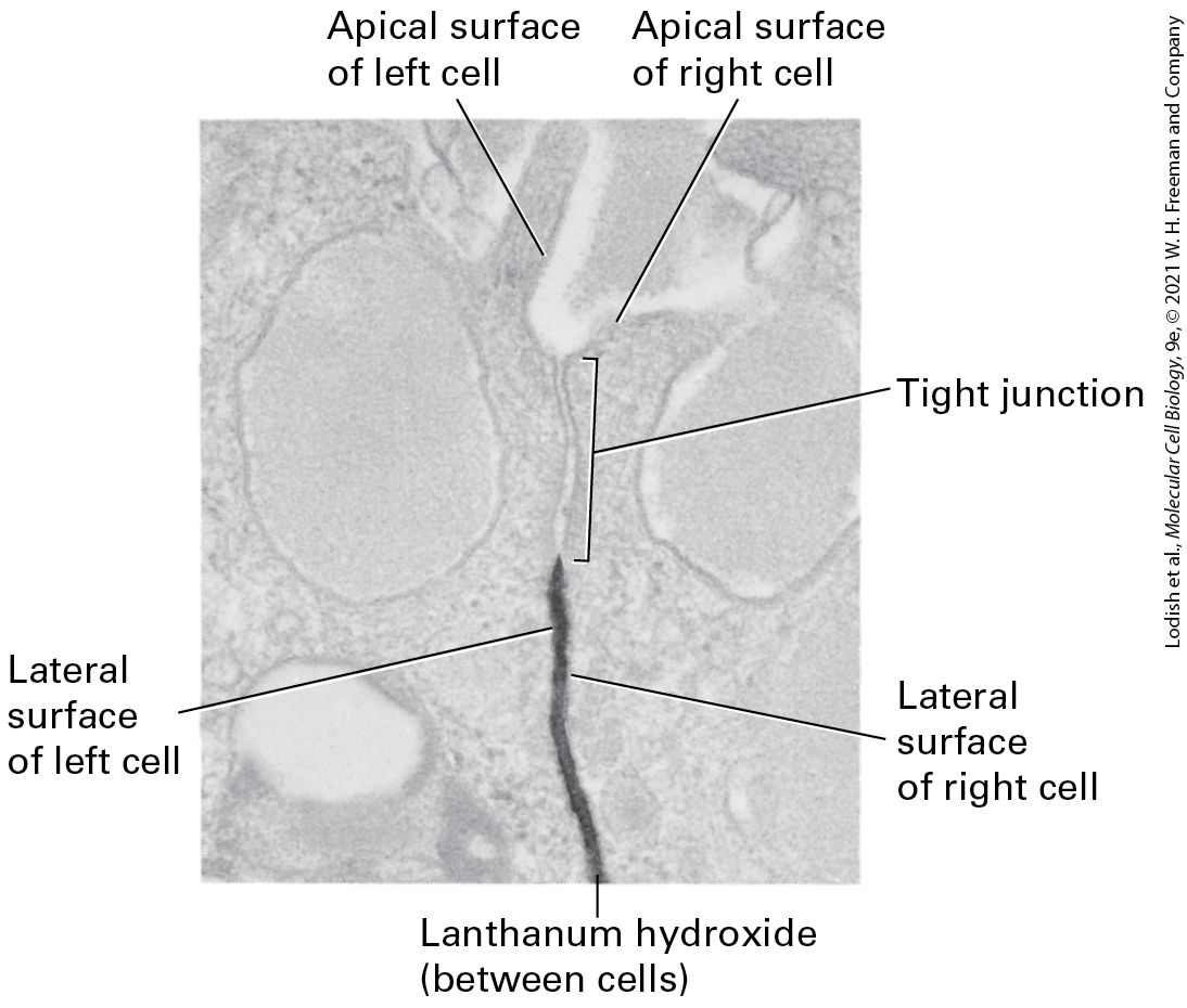 Ch 20 fig (p. 3468)