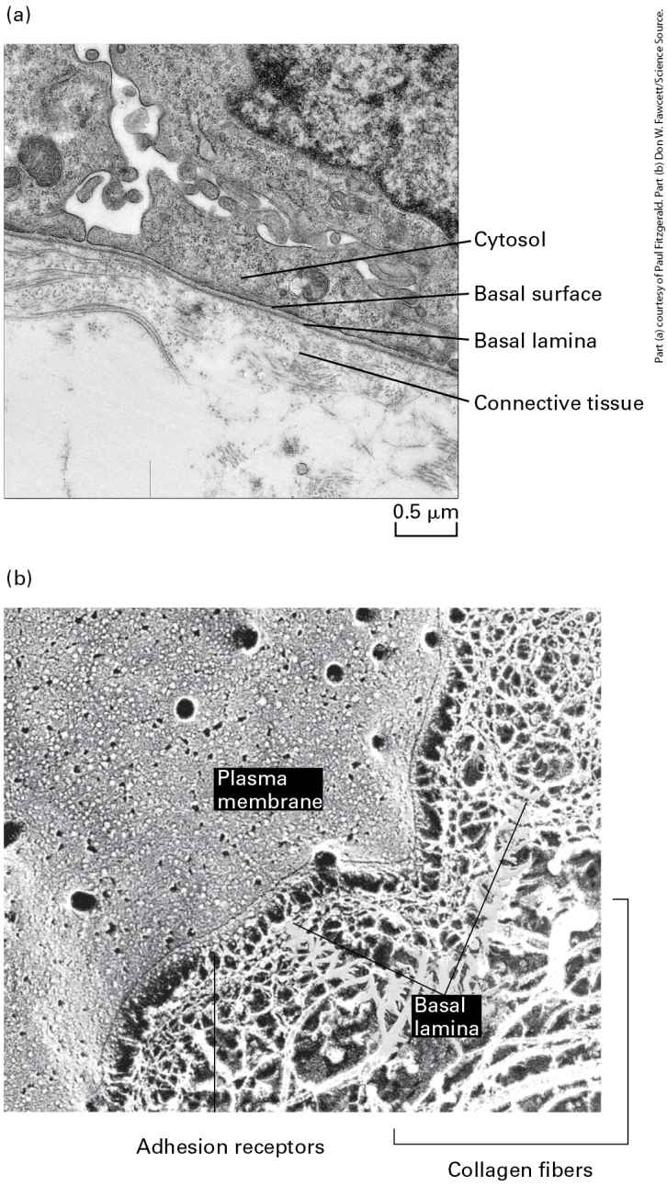 Ch 20 fig (p. 3483)