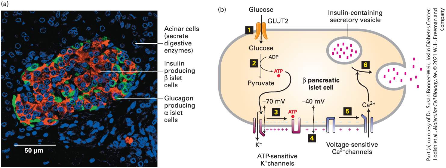 Ch 21 fig (p. 3604)