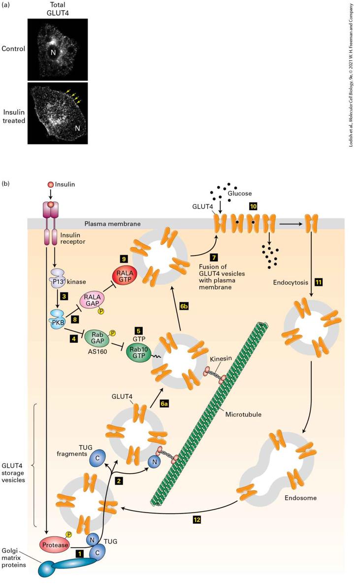 Ch 21 fig (p. 3610)