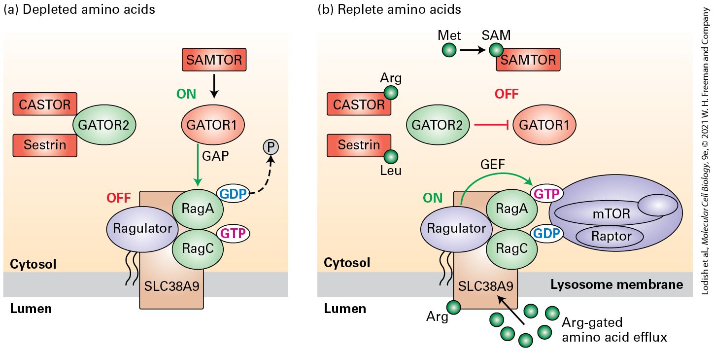 Ch 21 fig (p. 3630)