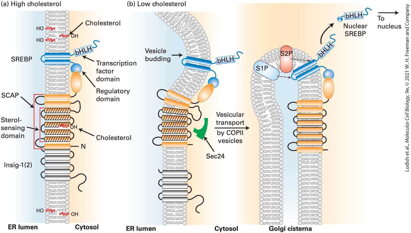Ch 21 fig (p. 3645)
