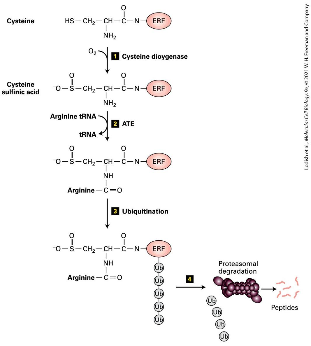 Ch 21 fig (p. 3659)