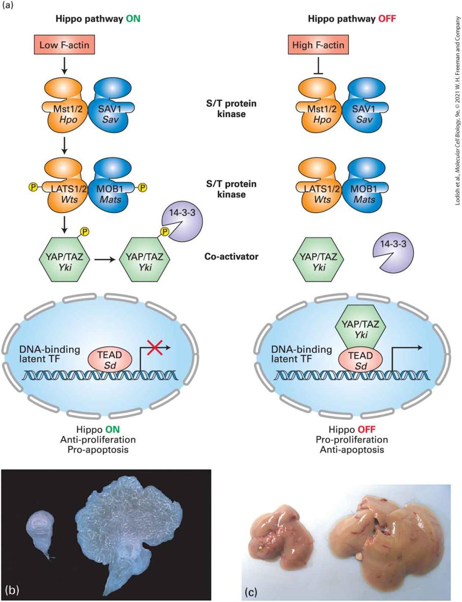 Ch 21 figure
