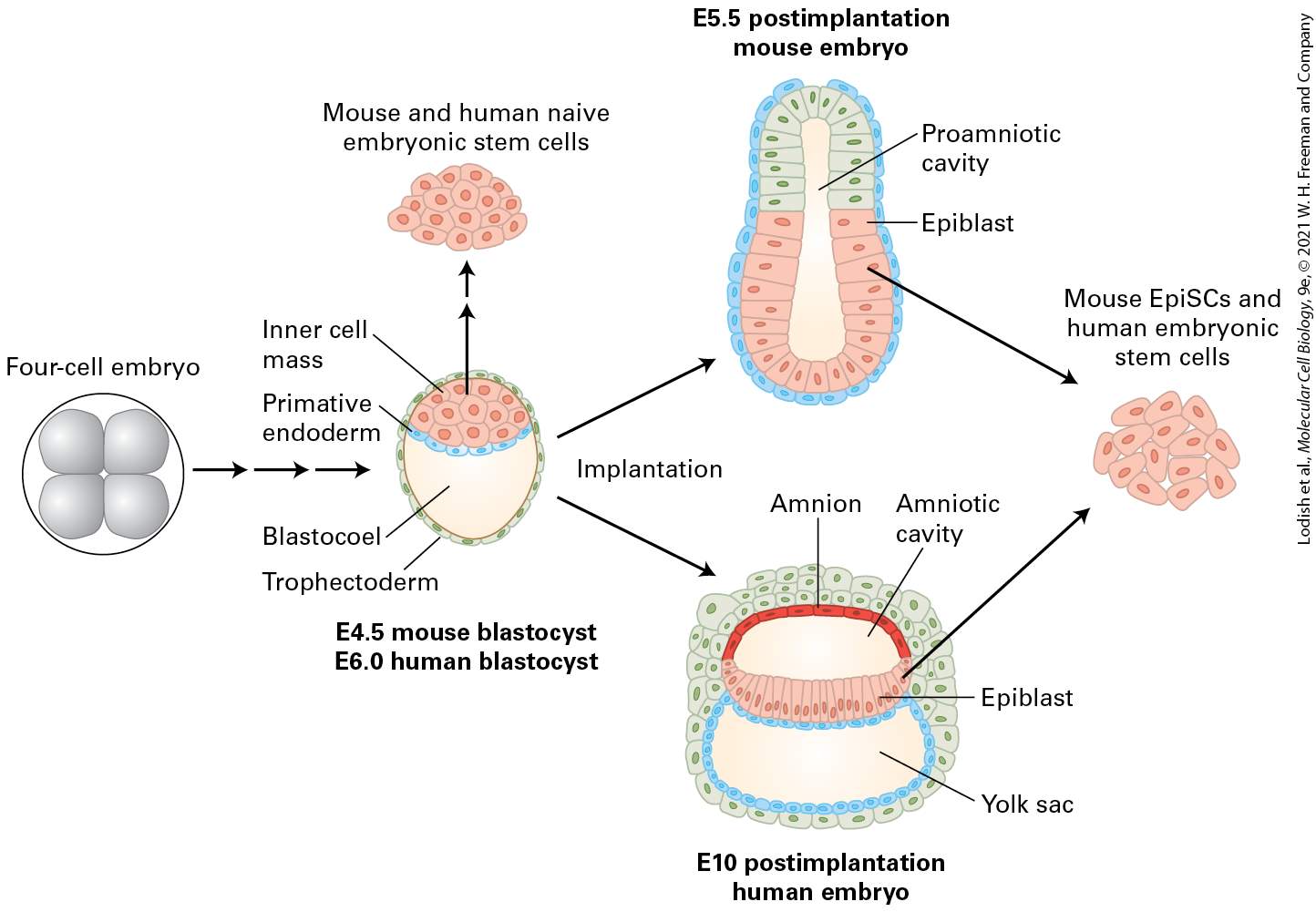 Ch 22 fig (p. 3723)